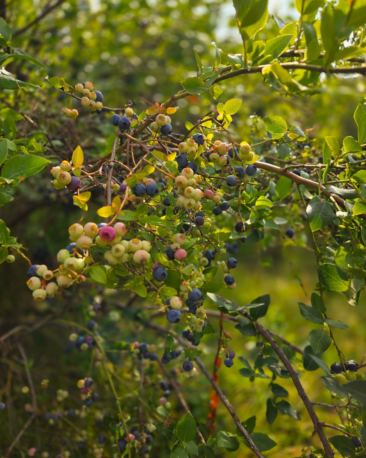 Wild Montana Huckleberry Jam